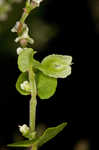 Climbing false buckwheat